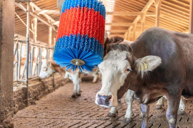 HAPPYCOW Kuhputzmaschine MidiSwing